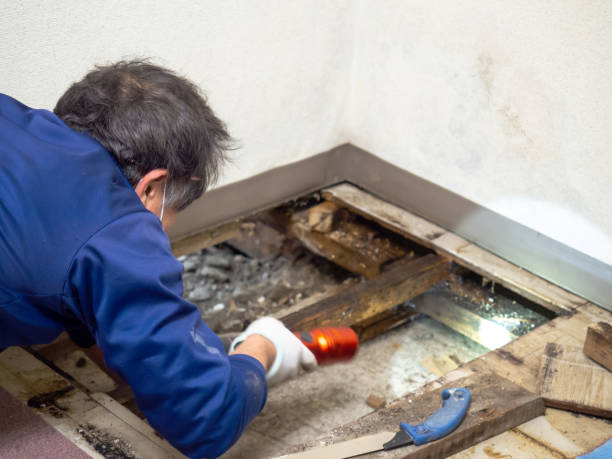 Certified Mold Removal in West Elmira, NY