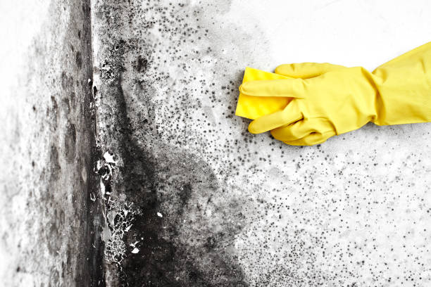 Best Black Mold Removal  in West Elmira, NY