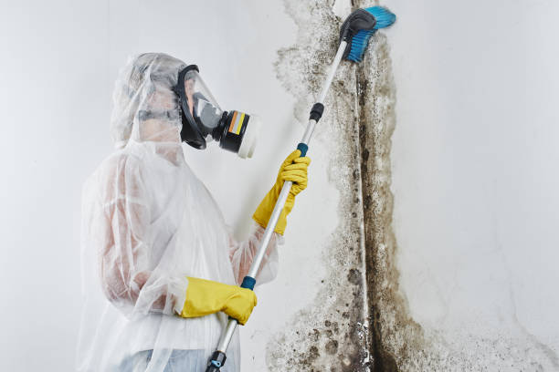 Best Certified Mold Removal  in West Elmira, NY