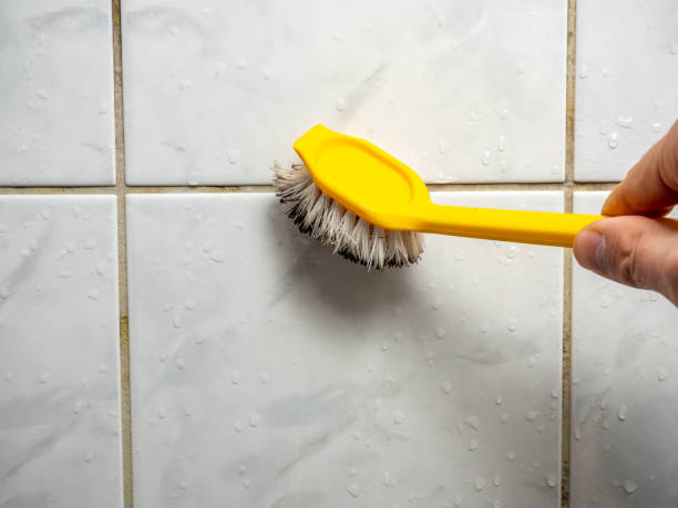 Best Fast Mold Removal  in West Elmira, NY