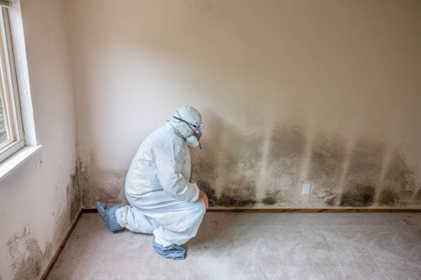 Best Attic Mold Removal  in West Elmira, NY