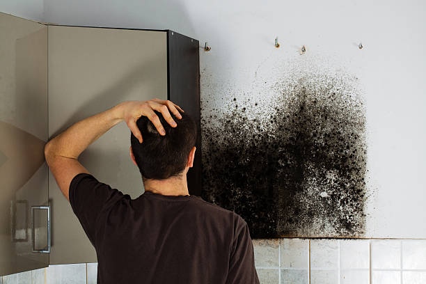 Best Best Mold Removal Companies  in West Elmira, NY