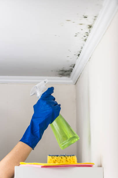 Best Mold Damage Repair  in West Elmira, NY